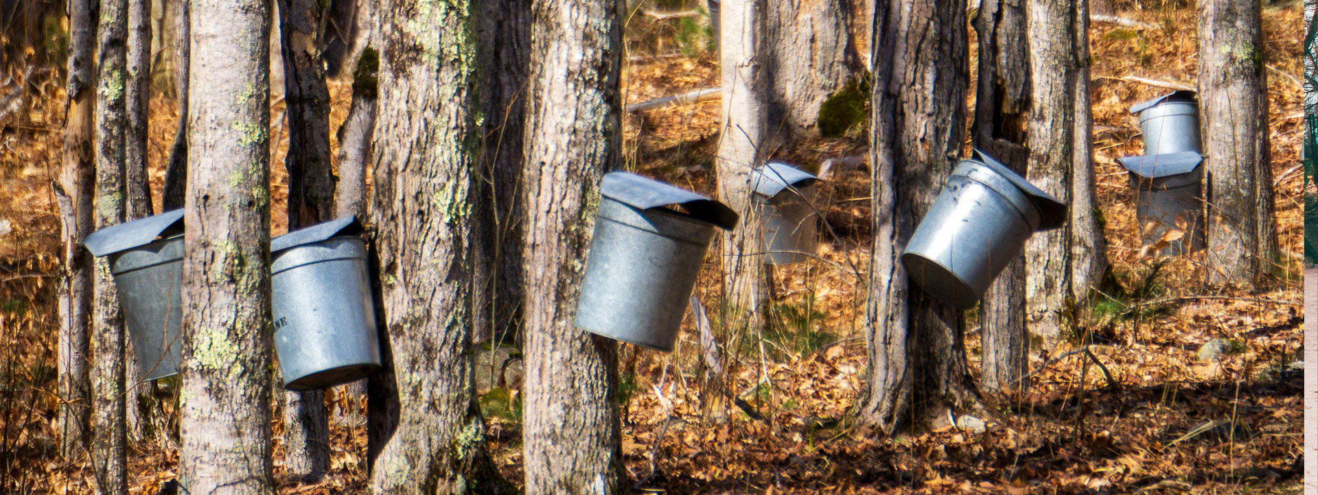 Maple Syrup Farm